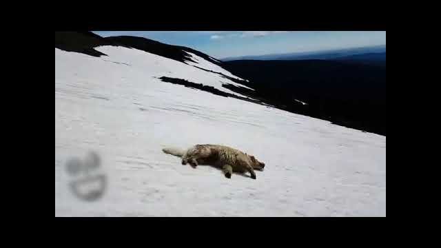 Dog Slides Downhill At Ski Area