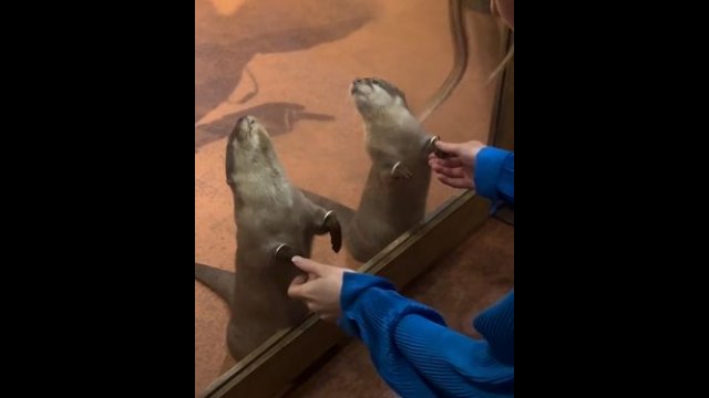 Zoo has hole, so you can hold otters paws [VIDEO]