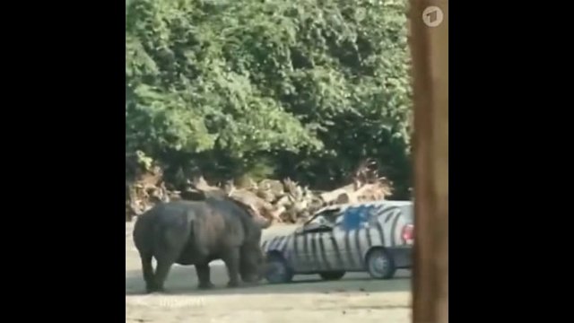 Rhino hits the zoo keeper's car