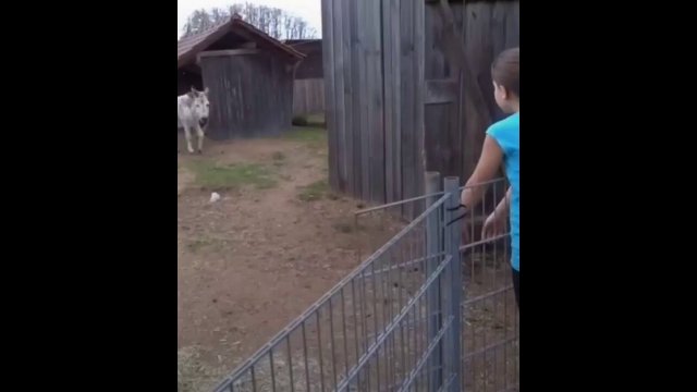 This donkey is reunited with the girl who raised it [VIDEO]