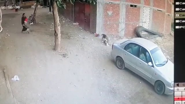 Hero cat saves boy from vicious dog mauling in incredible footage