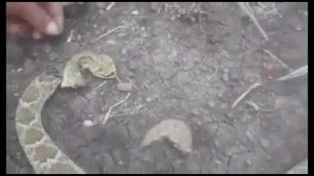 Guy touches a rattlesnake’s severed head and gets bitten