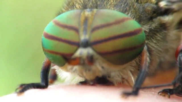 Hybomitra horse-fly close up [VIDEO]