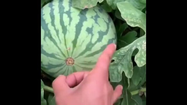 When a toothpick flicked a storm in a watermelon