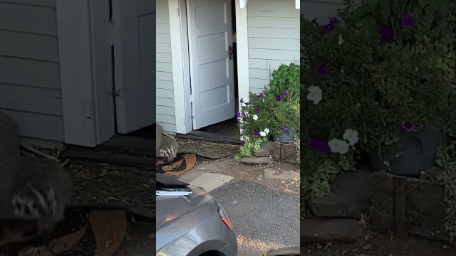 When you come home to a Badger in your HOUSE [VIDEO]