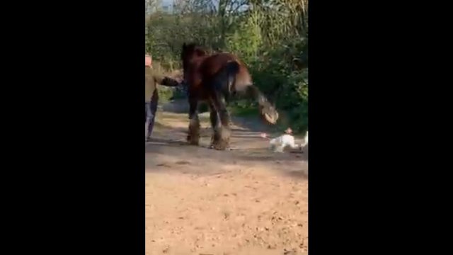 Goose Passes Out After A Horse Hit Him Hard