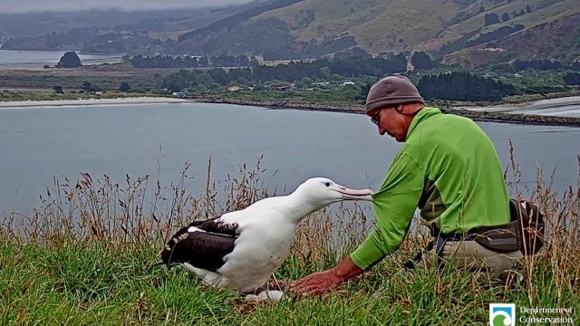 Royal Albatross lets a ranger check the health of her baby