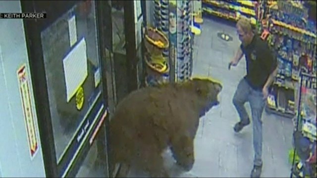 Confronting footage shows workers face-to-face with bears [VIDEO]