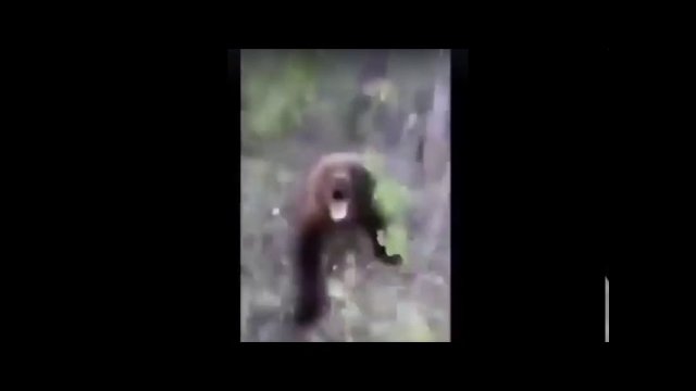 Guy gets attacked by an angry bear after kicking it in the butt [VIDEO]