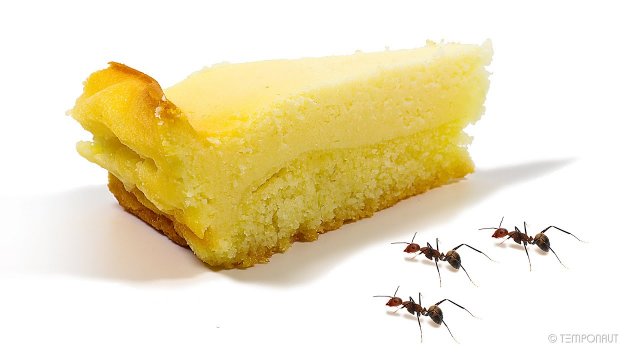 Oddly satisfying. Ants eat the cheesecake