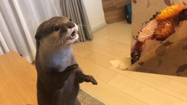 Otter pretends to be Godzilla