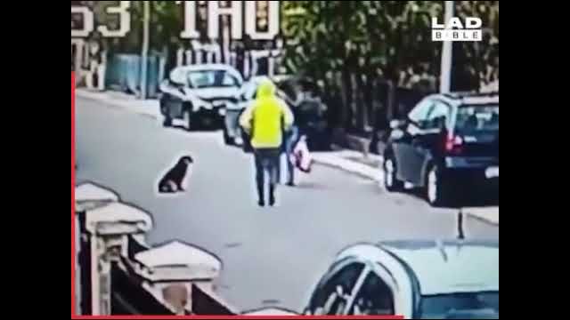 Hero stray dog saves woman from mugger