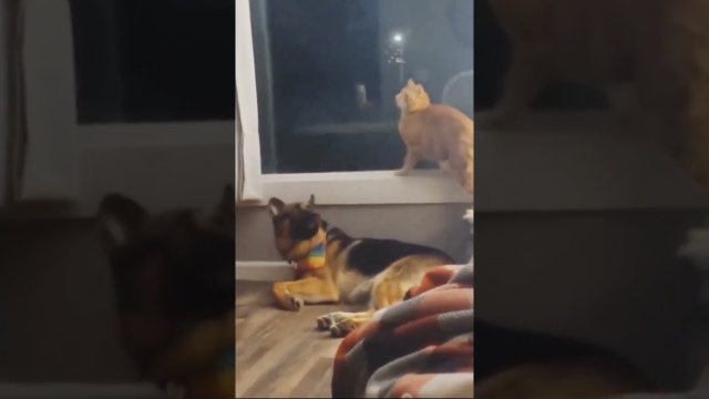 Cat trying to sneak up on dog [VIDEO]