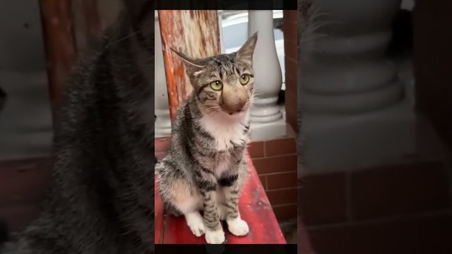 Cat played with a yellow jacket. And lost [VIDEO]
