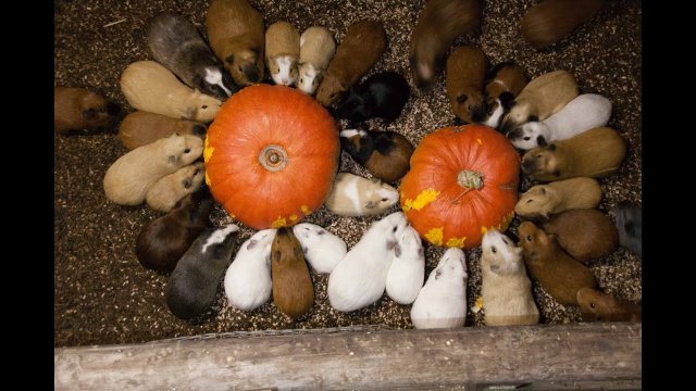 Guinea pigs eat pumpkin for themselves