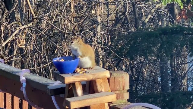 Twin Cities Squirrel Drunk Off Fermented Pears