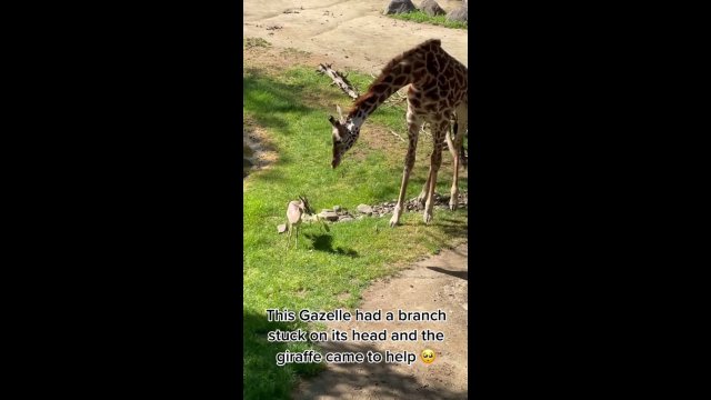 Giraffe helps the gazelle to remove branches from its antlers