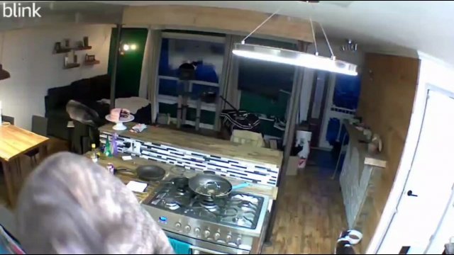 It was calling his owner to come home from work via security camera [VIDEO]