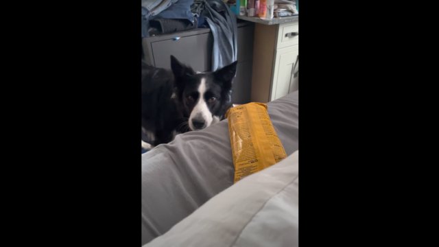 Doggy fetches treats for himself