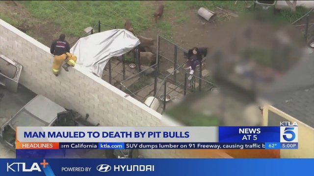 Compton pit bull breeder mauled to death by his own dogs [VIDEO]