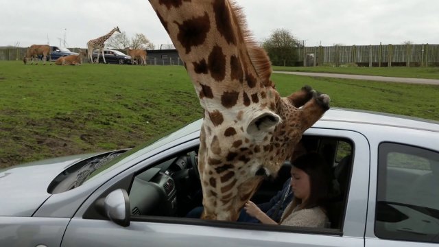 Giraffe's head gets trapped inside a car window!