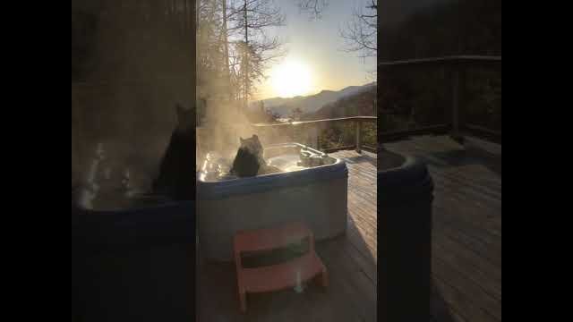 Big black bear relaxes in hot tub in great smoky mountains