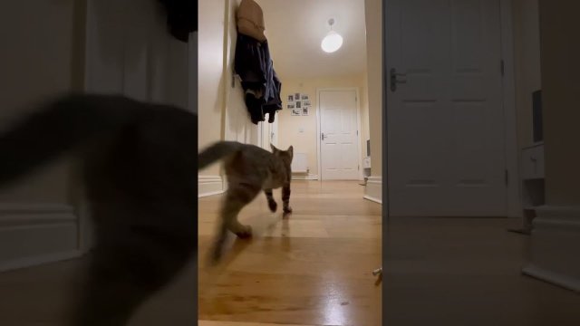 Kitten has the cutest reaction when owner opens door!