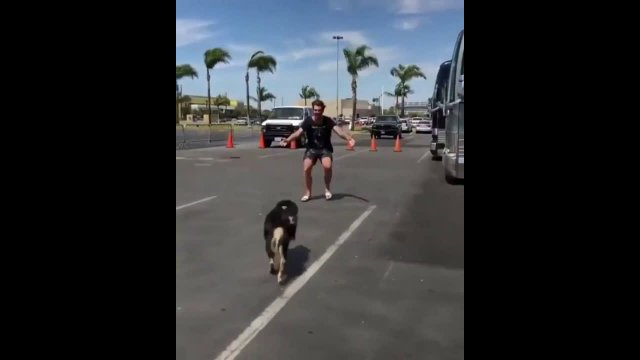 Dogs Greeting Their Humans