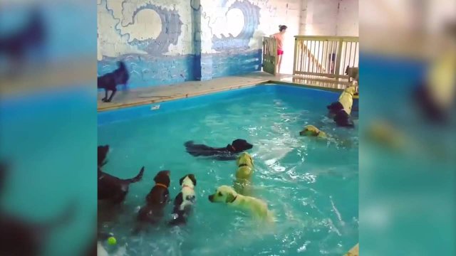 Pet Resort Lets All Dogs Go Swimming in Indoor Pool [VIDEO]
