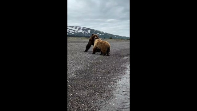 The size difference between a female and male grizzly bear [VIDEO]