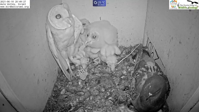 Wild pigeon lays egg in active barn owl