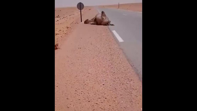 Truck driver provides water to thirsty camel in the middle of desert [VIDEO]