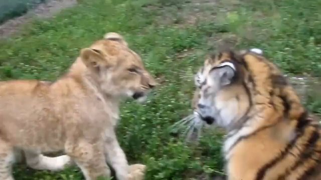 Finally the lion vs tiger match everyone's been looking for [VIDEO]