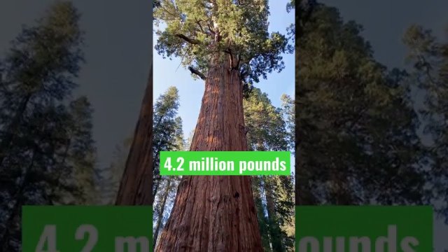 HOW big is the BIGGEST tree in the WORLD?! [VIDEO]