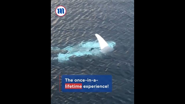 Majestic albino manta ray dances underwater [VIDEO]