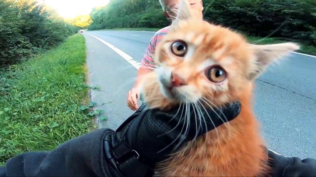 Biker Stop To Save Helpless Kitten