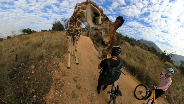 Giraffe stops mountain biker for a sniff