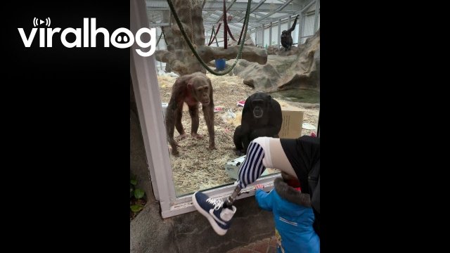 Chimps React to Man's Prosthetic Leg [VIDEO]