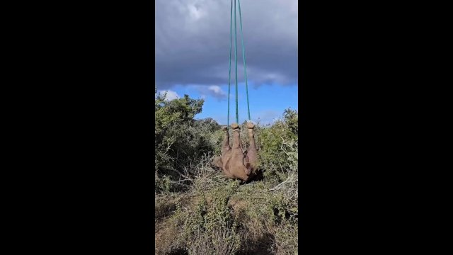 Transporting and relocating a Rhino [VIDEO]