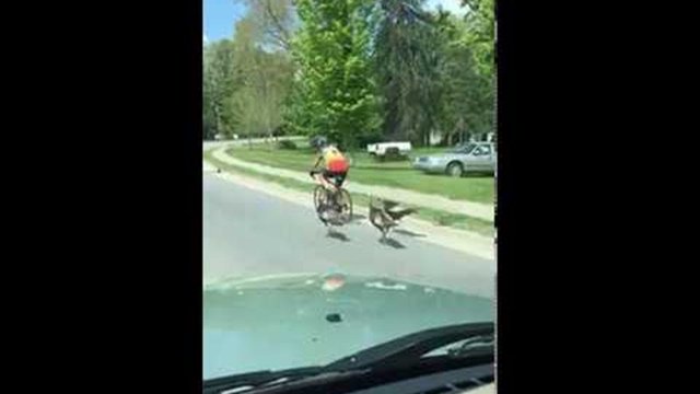 Turkeys Chase Cyclist [VIDEO]