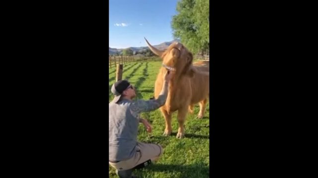 Highland cow loves getting groomed and demands more