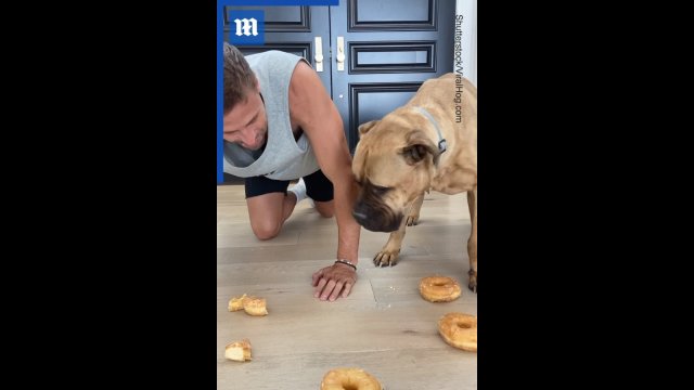 Donut eating race between man and dog [VIDEO]