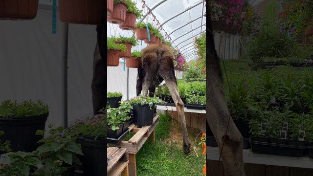 Moose Nimbly TipToes Through Greenhouse [VIDEO]