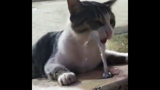 Helping out little kitten to drink water