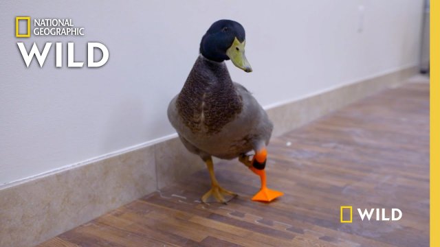 A duck gets a prosthetic leg