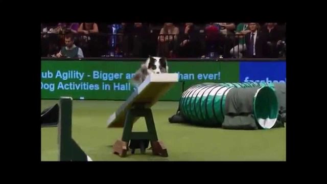 Top Agility Dog: One Of The Worlds Fastest Dogs! [VIDEO]