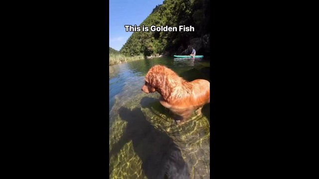 This is Golden Fish [VIDEO]