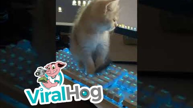 Kitten Fascinated by the Text It's Typing