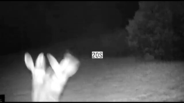 Two Rabbits are filmed fighting in the middle of the night [VIDEO]
