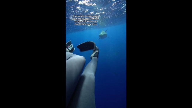 Diving expert reveals how to escape a shark [VIDEO]